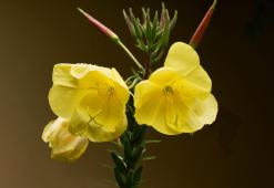 Олія примули вечірньої – прикрашаюча сила жовтих квітів