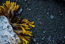 Волосся світу. Частина 7: Антарктичний та Арктичний Догляд За Волоссям