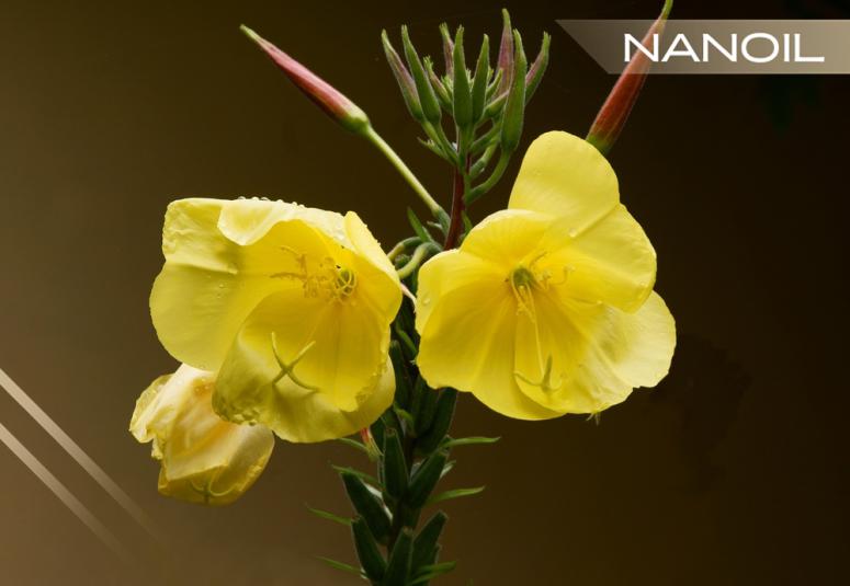 Олія примули вечірньої – прикрашаюча сила жовтих квітів